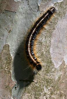 Bucket Caterpillar