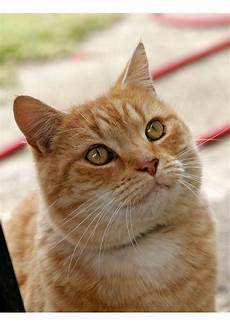 Cat Used