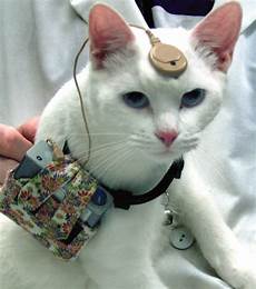 Cat Used