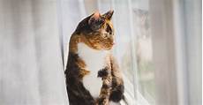 Cat Used