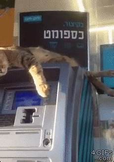 Cat Used