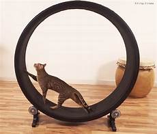 Cat Wheel