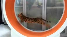Cat Wheel