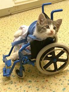 Cat Wheel