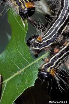 Caterpilar