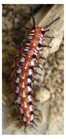 Caterpilar