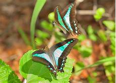 Caterpilar