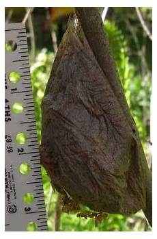 Caterpilar
