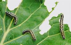 Caterpillar afterparts