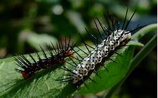 Caterpillar afterparts