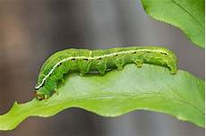 Caterpillar Brake