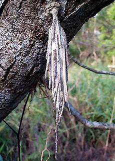 Caterpillar case