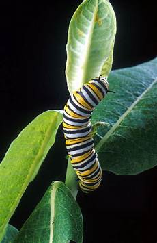 Caterpillar Caterpillar