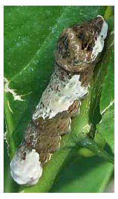 Caterpillar Caterpillar