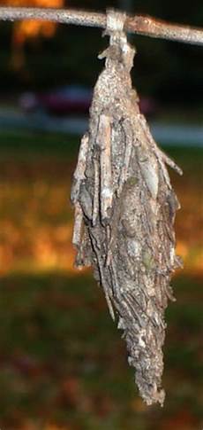 Caterpillar Caterpillar