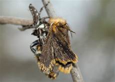 Caterpillar Caterpillar