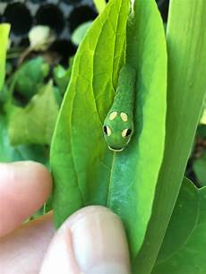 Caterpillar Chain