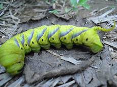 Caterpillar Exca Wei