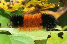 Caterpillar Exca Wei
