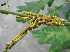 Caterpillar Exca Wei