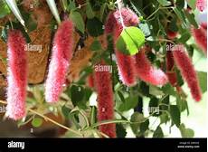 Caterpillar Factory Free
