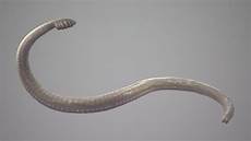 Caterpillar hook