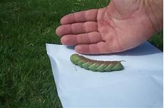 Caterpillar hook