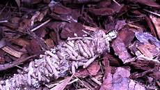 Caterpillar Made
