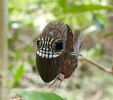 Caterpillar Most Popular