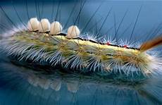 Caterpillar Most Popular