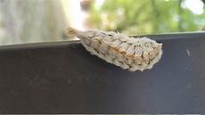 Caterpillar Most Popular