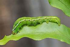 Caterpillar Most