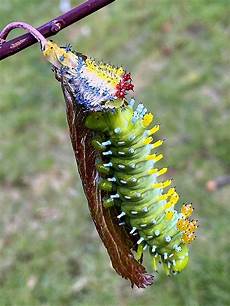 Caterpillar Most