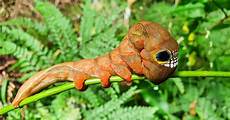 Caterpillar Most