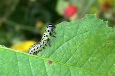Caterpillar Parts