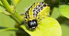 Caterpillar Produced