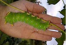 Caterpillar Related