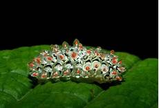 Caterpillar Related