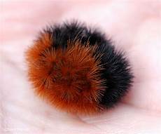 Caterpillar Related