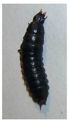 Caterpillar Related