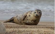 Caterpillar Seal