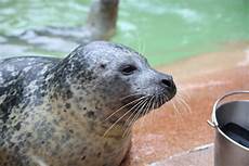 Caterpillar Seal