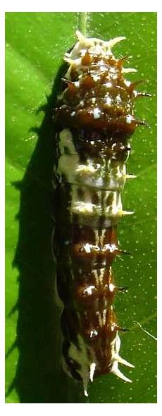 Caterpillar See