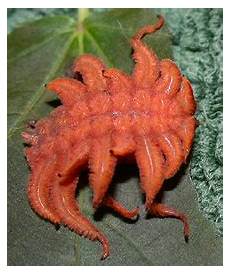 Caterpillar See