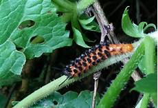 Caterpillar See