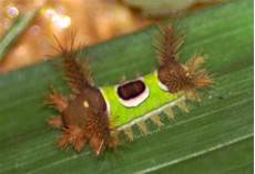 Caterpillar See