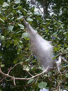 Caterpillar See