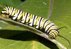 Caterpillar segments
