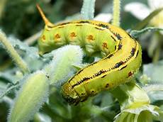 Caterpillar segments
