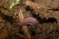 Caterpillar segments